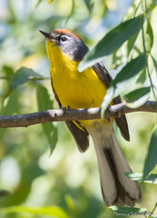 Myioborus brunniceps