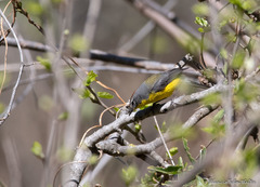 Myioborus brunniceps