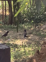 Acridotheres tristis