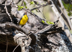 Myioborus brunniceps