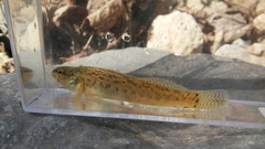 Etheostoma crossopterum