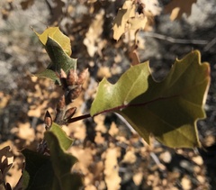 Quercus × morehus