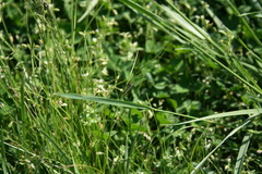Crambus laqueatellus