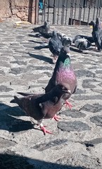 Columba livia domestica