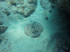 Urobatis concentricus