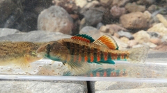 Redband Darter photo 2