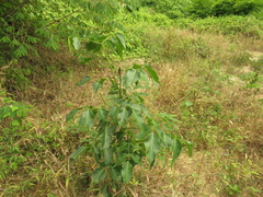 Platymiscium pinnatum