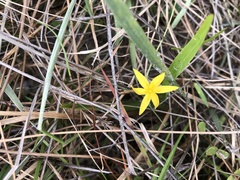 Hypoxis juncea