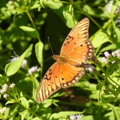 Dione vanillae