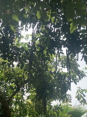 Cassia fistula