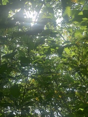 Cassia fistula