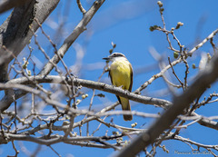 Pitangus sulphuratus