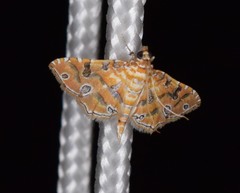 Ommatospila narcaeusalis