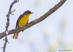 Myioborus brunniceps