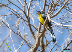 Myioborus brunniceps