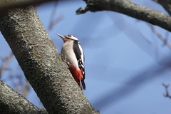 Dendrocopos major
