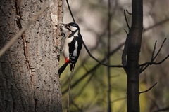 Dendrocopos major