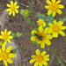 Monolopia gracilens - Photo (c) randomtruth, algunos derechos reservados (CC BY-NC-SA)