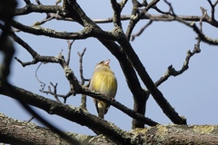 Chloris chloris