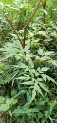 Cicuta virosa
