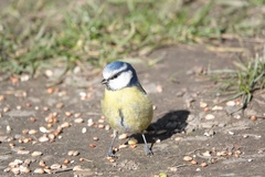 Cyanistes caeruleus