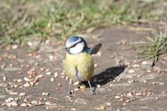 Cyanistes caeruleus