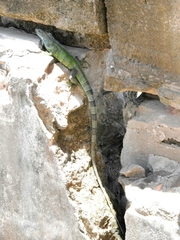Iguana iguana