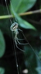 Leucauge