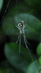 Leucauge