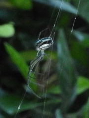 Leucauge