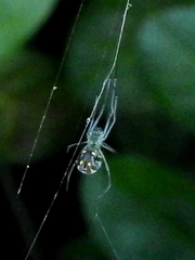 Leucauge