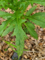 Erechtites hieraciifolius image