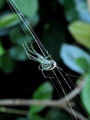 Leucauge