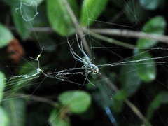 Leucauge