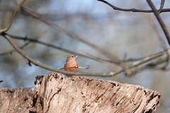 Fringilla coelebs