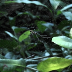 Leucauge