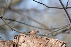 Fringilla coelebs