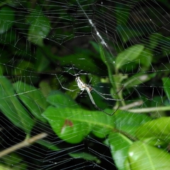 Leucauge