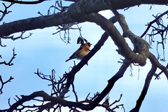 Carduelis carduelis