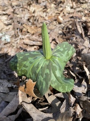 Trillium cuneatum