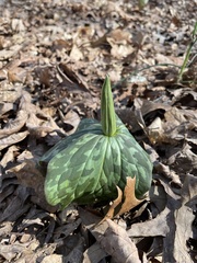 Trillium cuneatum