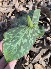 Trillium cuneatum