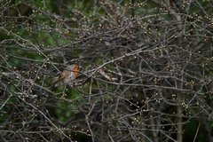 Erithacus rubecula