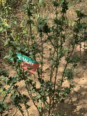 Holoptelea integrifolia