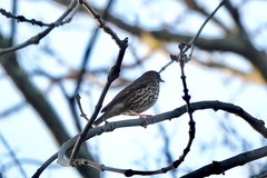 Turdus philomelos
