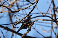 Turdus philomelos