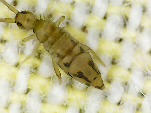 Cosmopolitan Springtail, photo 4 of 9