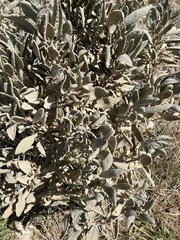 Eriodictyon traskiae smithii