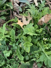 Stylophorum diphyllum