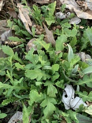 Stylophorum diphyllum